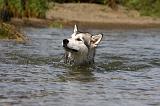 ALASKAN MALAMUTE 648